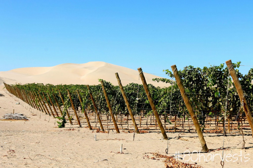Vinos de Arena is the project of Bernardo Roca Rey with winemaker Lyris Monasterio. The vines have been planted in the middle of sand dunes. Fortunately an underground stream gives them the water needed to irrigate the vines. 