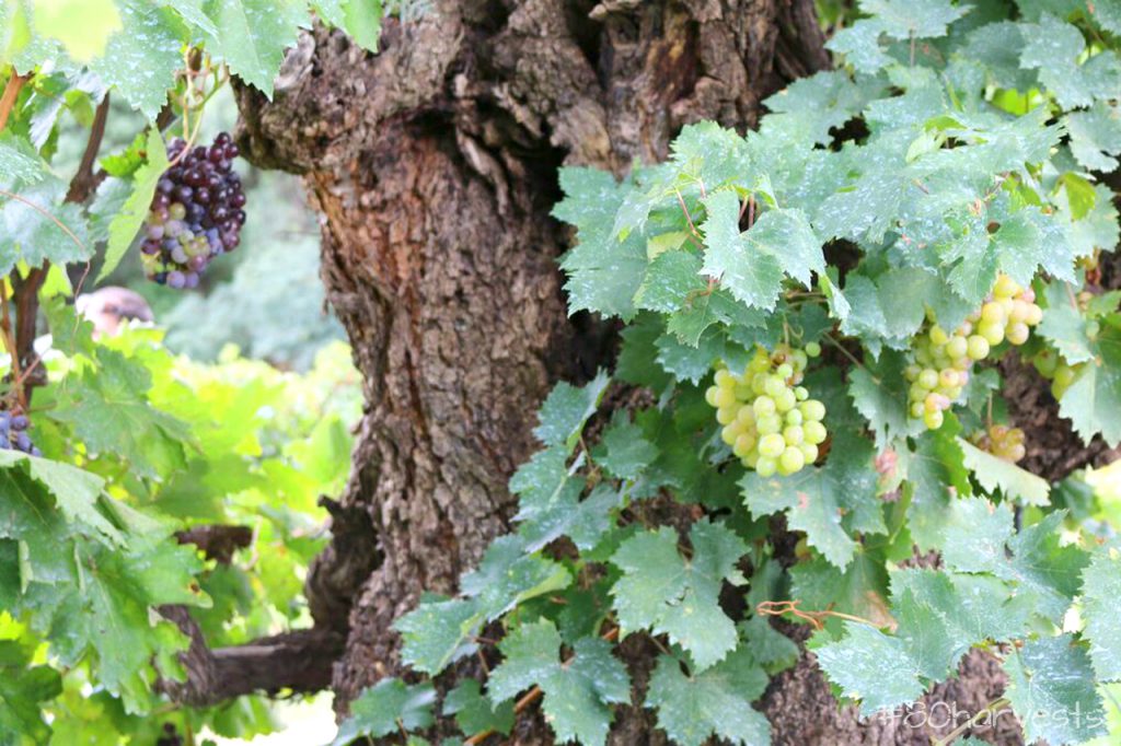 arbol molle con uva bolivia