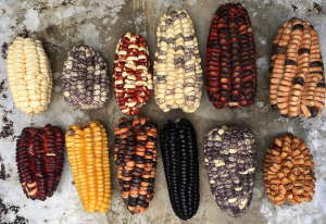 Types of corn in Peru