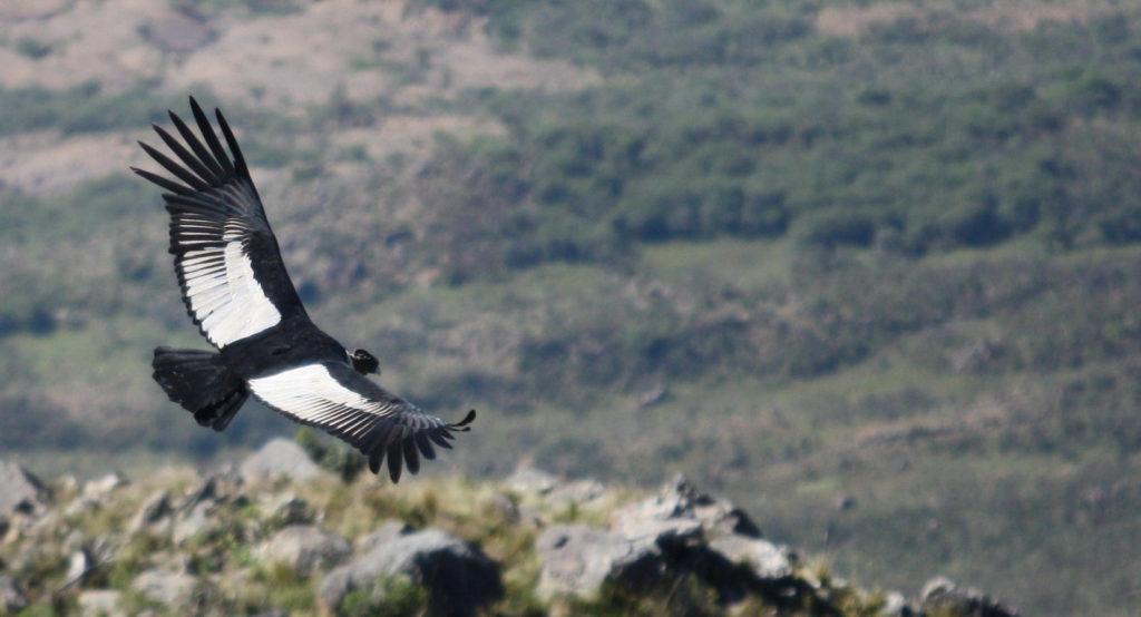 Condor Valley in Tarija