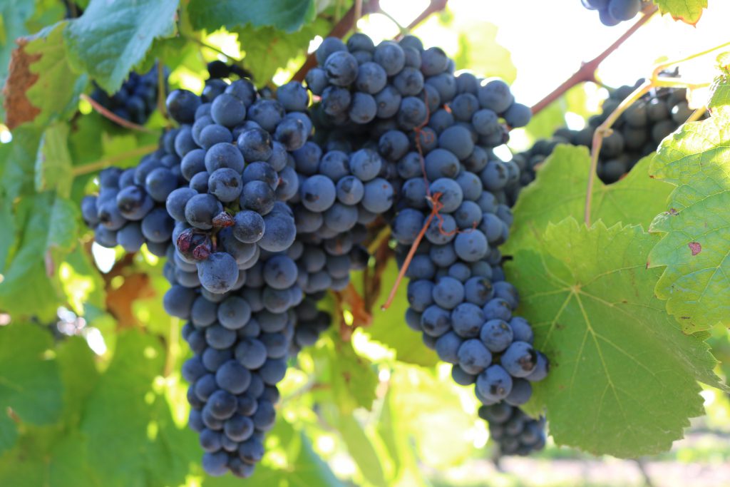 Tannat grapes