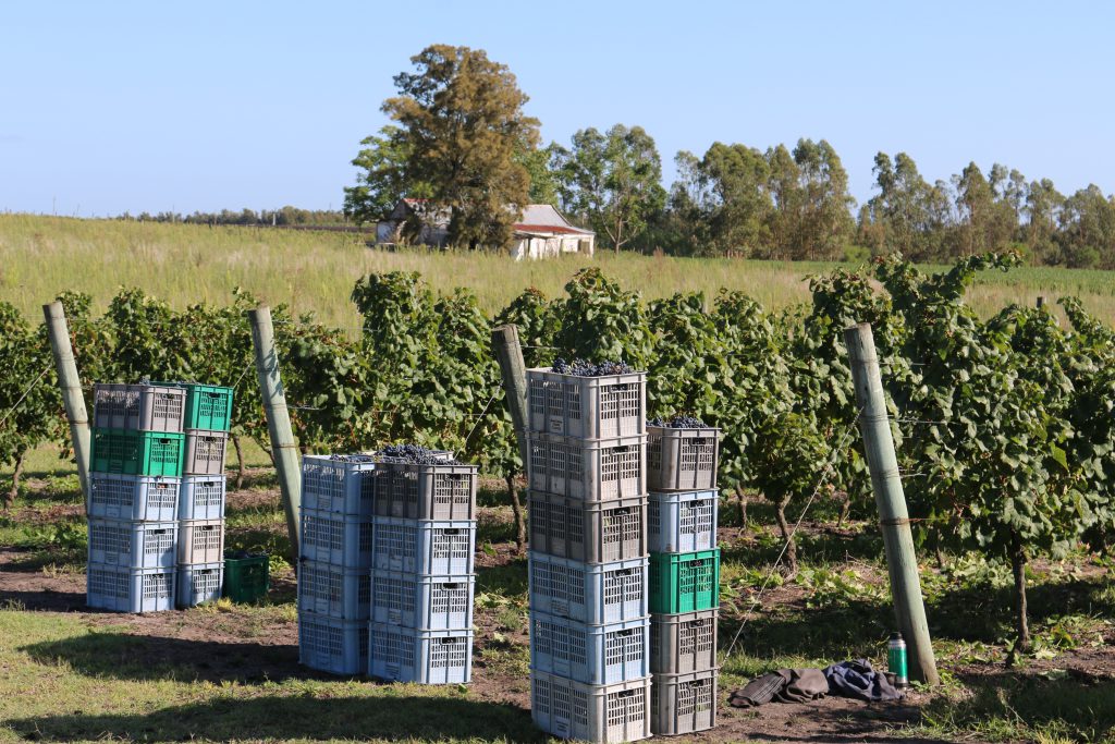 Canelones wine region