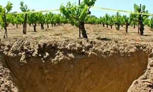 The sandy soils of Lodi. Photo lodiwine