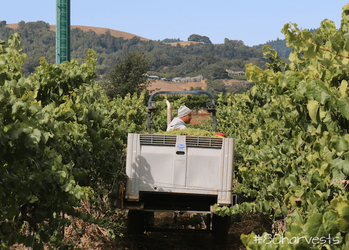 Harvest Report California Vintage 2016