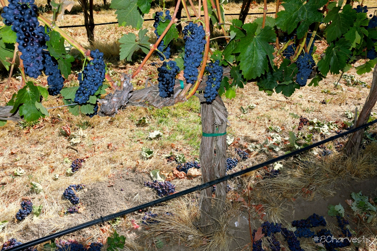 Dropping fruit in walla walla just before harvest, vineyard photo