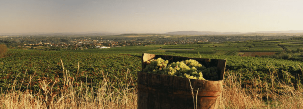 Austria's wine regions, harvesting