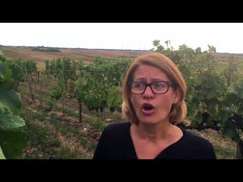 Blaufränkisch wine guide - Interview with Dorli Muhr