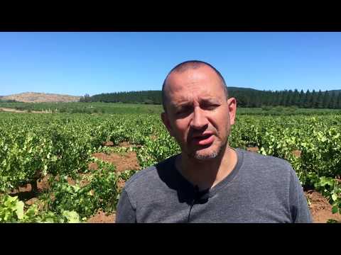 What makes Maule a unique terroir in Chile? Arnaud Hereu interview