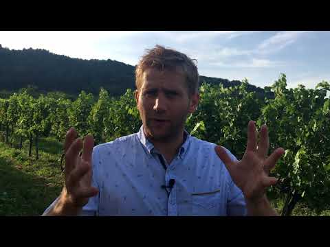 Traisental valley wine region &amp; Grüner Veltliner: Markus Huber interview