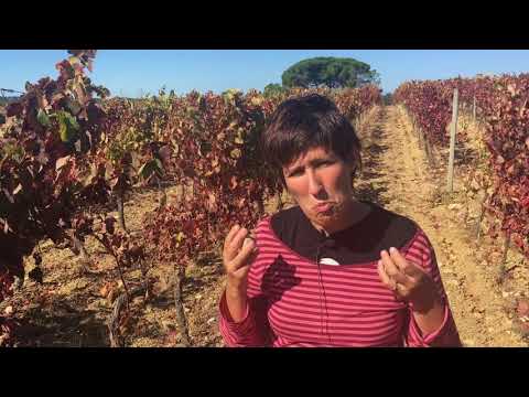 Baga wines &amp; Bairrada terroir with Maria Joao Pato (Luis Pato Wines)