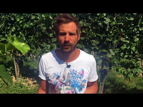 St Laurent wine and food pairings - with Johannes Trapl