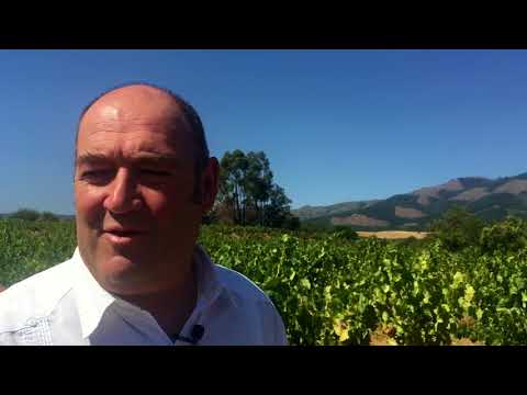 How does Chilean Carignan and Priorat taste? Winemaker interview with Fernando Almeda