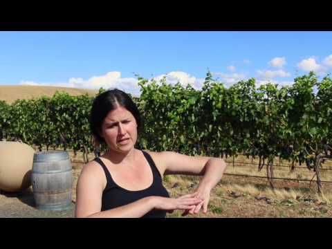 The micro regions of Walla Walla wine region with winemaker Anna Schafer