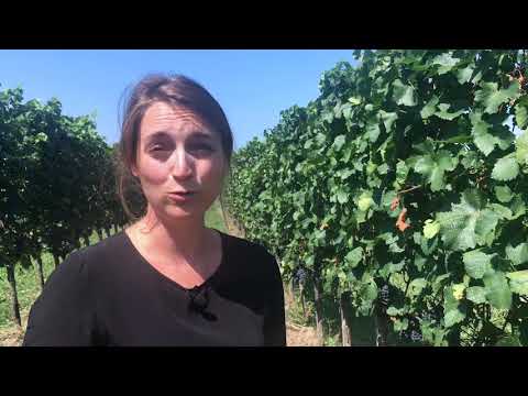 Zweigelt wine guide: vineyard interview with Austrian winemaker Christina Netzl