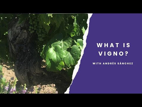 What is Vigno? Andrés Sánchez describes Chile&#039;s first Carignan appellation in Maule