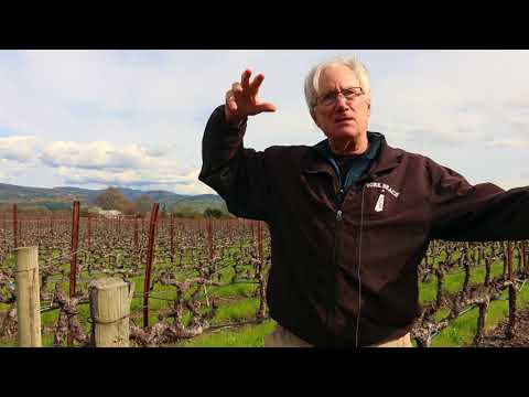 How will climate change affect Napa&#039;s vineyards?