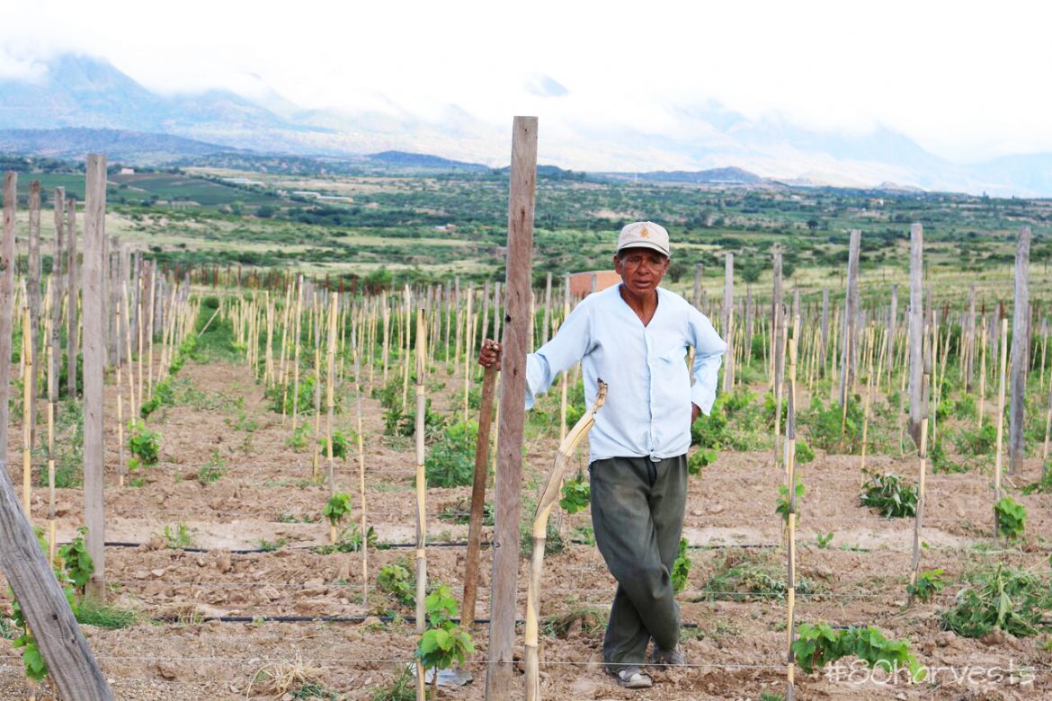 1 Bolivian wine region