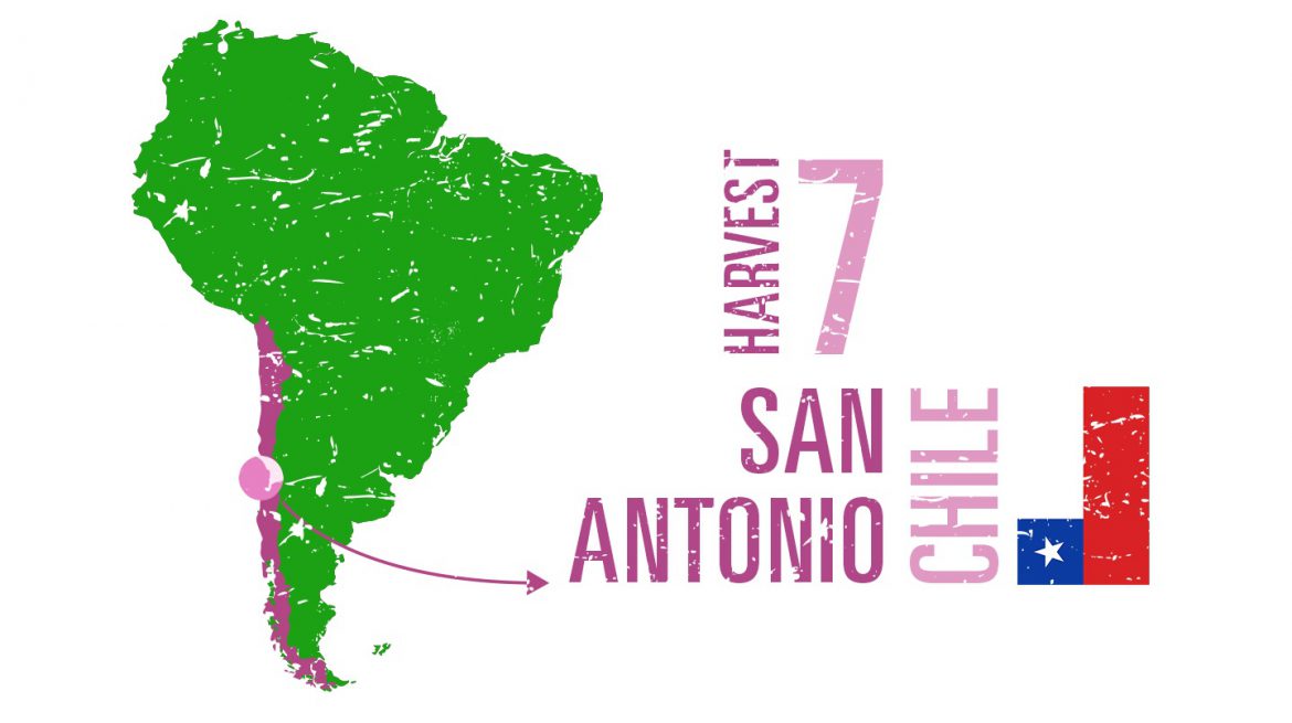 San Antonio Chile harvest wine region guide