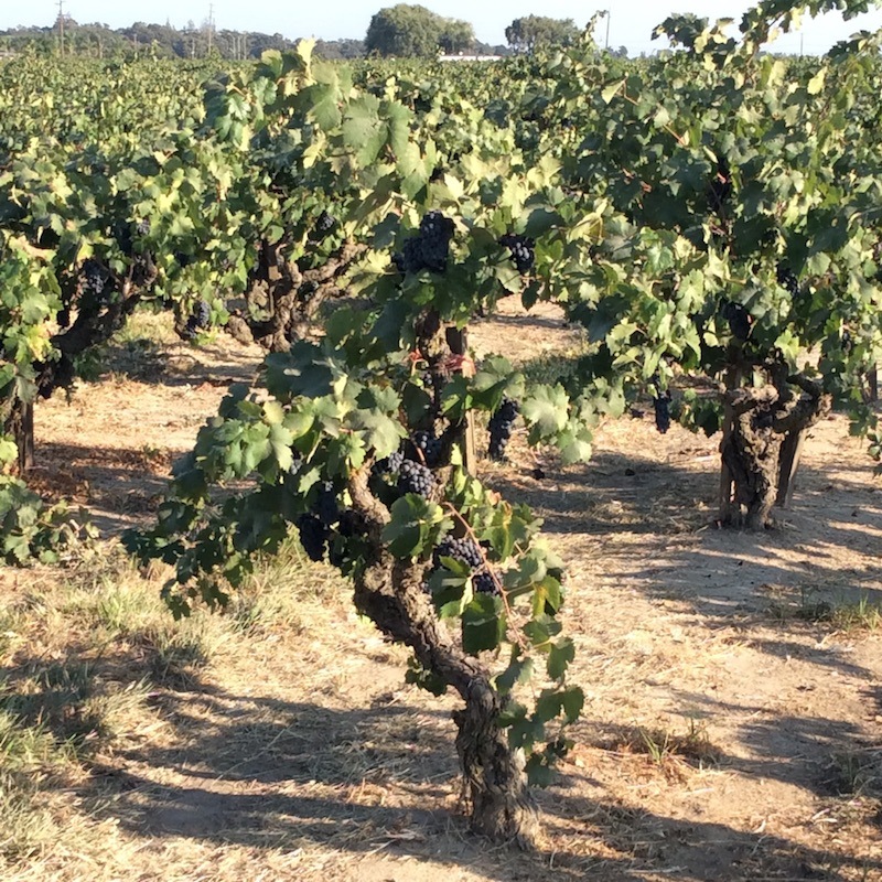Lodi and the wine region for zinfandel