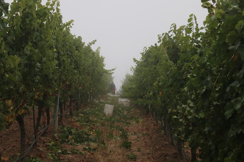 The morning fog in san antonio