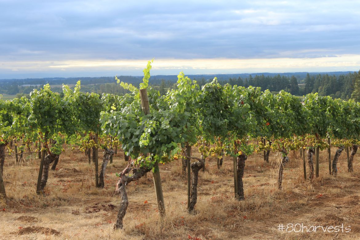 Chardonnay vines in Oregon Willamette