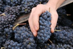 Pinot Noir harvest willamette valley Oregon