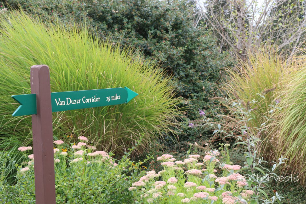 Van Duzer and wind impact in Oregon willamette valley