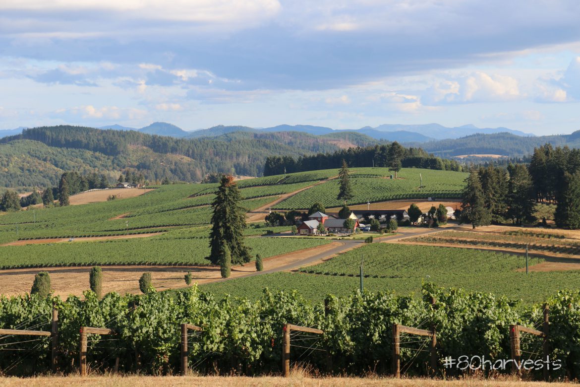 Biodynamic and organic vineyards in Kings Estate