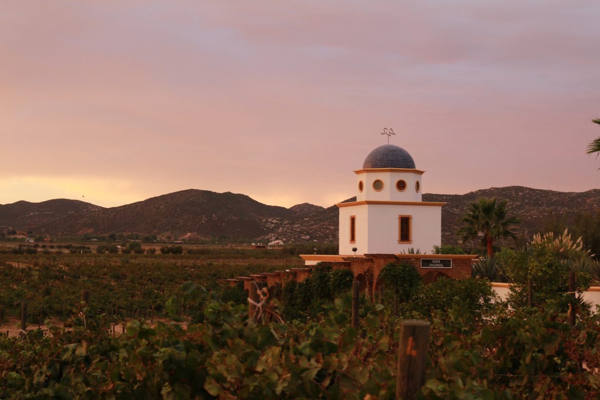 Discover Mexico's wines and wine region, 80 Harvests