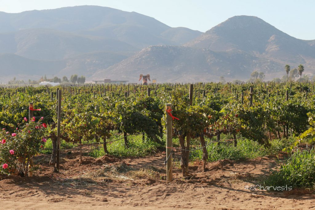 mexican-wine-country-valle-guadalupe-vineyard-conditions