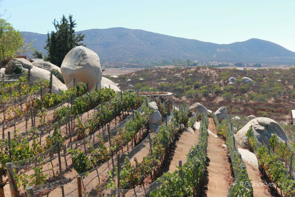 mexico-wine-region-terroir-granite-in-vineyards