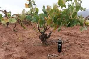 old-vine-carignan-in-mexico-80-harvests