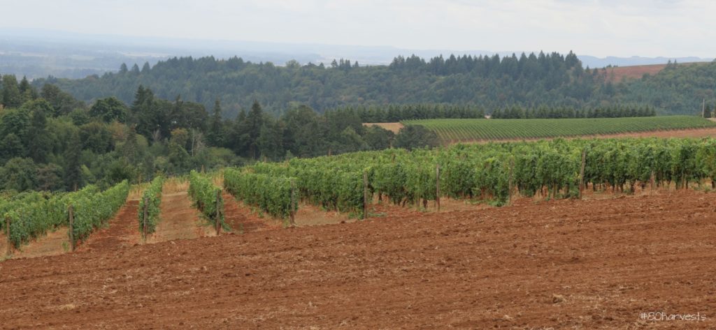 The famously red Jory soils of Oregon's wine valley, Willamette terroir & Dundee Hills