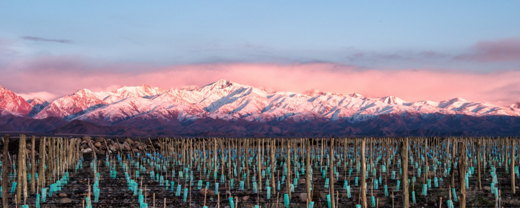 A view to the Andes (Vines of Mendoza), Uco Valley Guide
