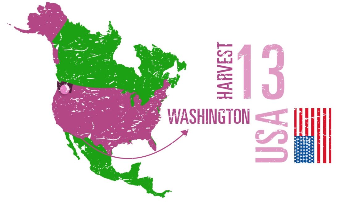 Harvest 13, Walla Walla, Washington, USA, guide to wine region, wines, winemakers, insider information, interviews, infographics, database, videos, video