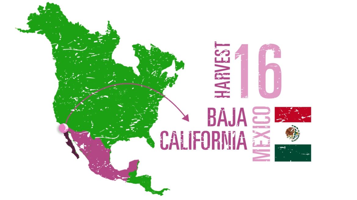 Mexico's wine region, Baja California, Guide to the wines, cuisine, winemakers, wine region