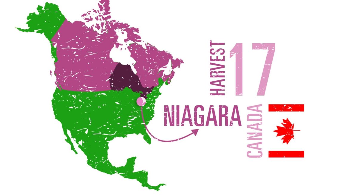 Niagara wine region, Canada, wine region guide, 80 harvests
