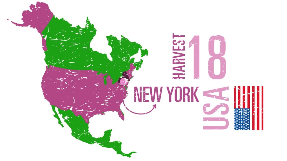 New York wine region, finger lakes, long island, wines, winemakers, guide, 80 harvests