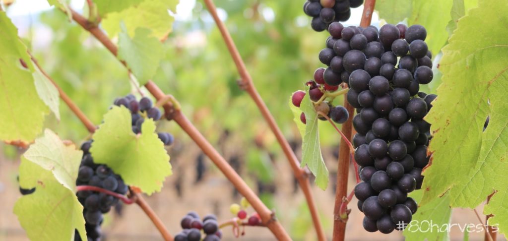 Pinot Noir emblematic grape variety in Oregon & Willamette Valley. Learn why it is the ideal terroir