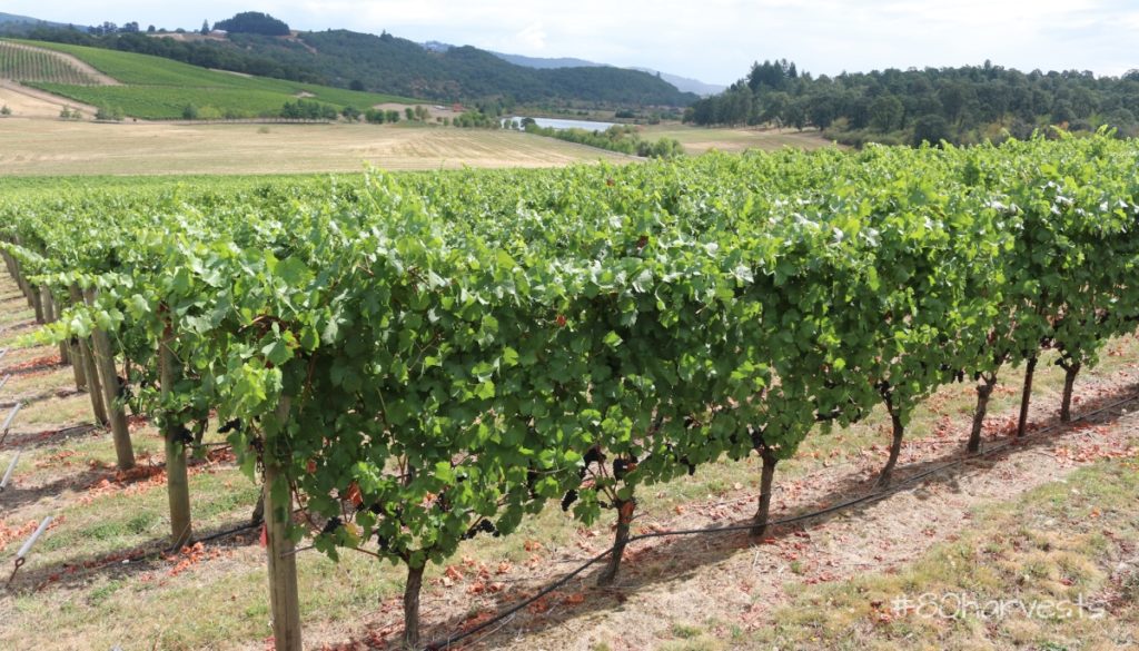 Willakenzie soils in Oregon's wine region, Willamette Valley