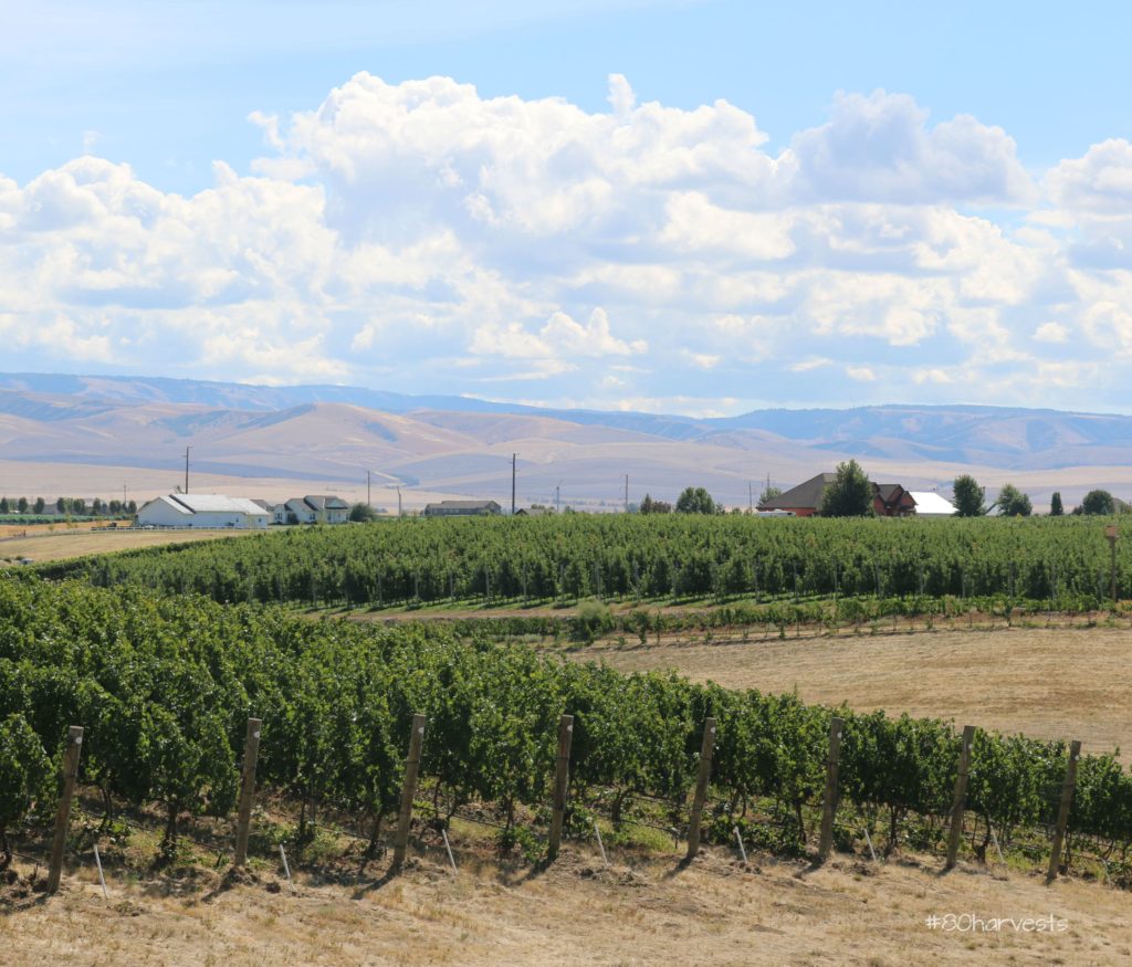 Washington's wine region, Walla Walla, wines, winemakers, wine guide, destination guide, 80 harvests