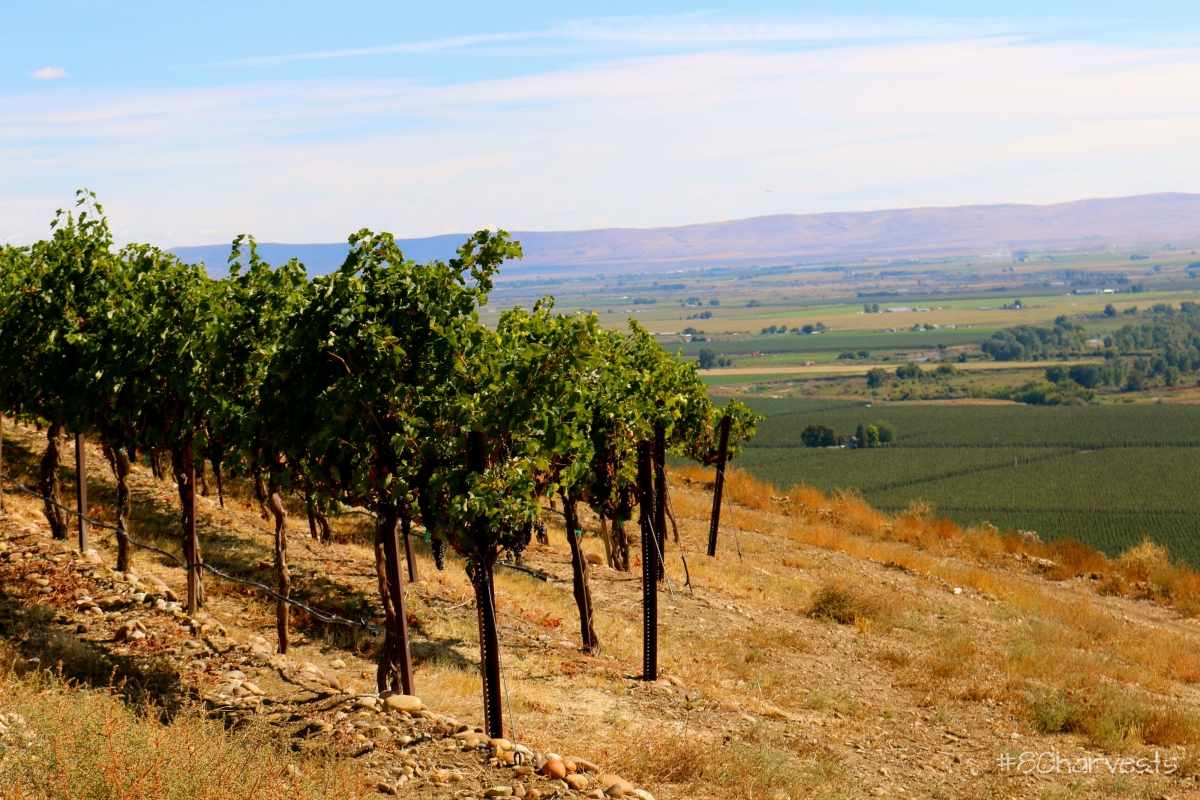Snipes mountain yakima, micro climates in washington wine region