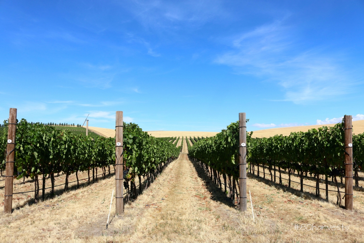 Washington wine region Walla Walla vineyards guide