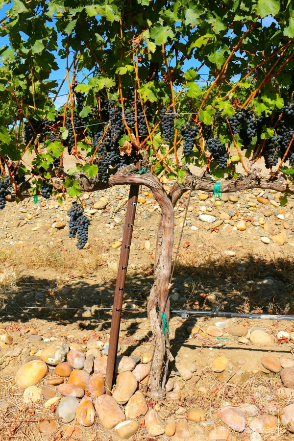 Washington wine region Syrah grapes in Snipes Mountain vineyard Yakima Columbia Valley