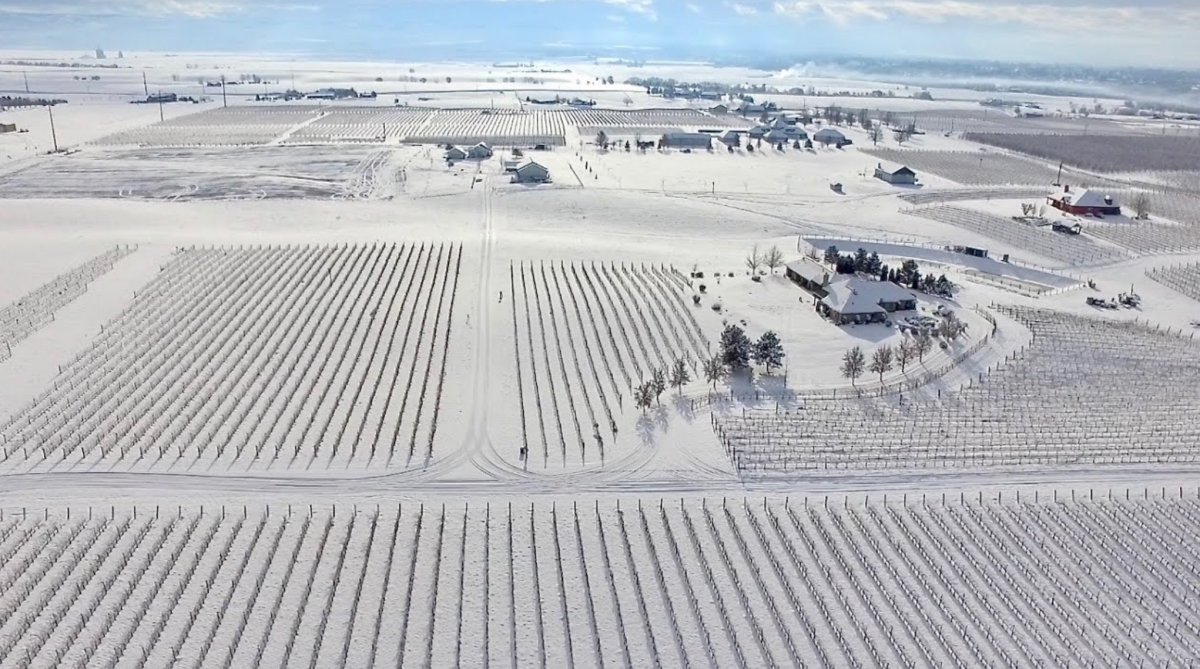 snow scene in walla walla wine region, deep freeze