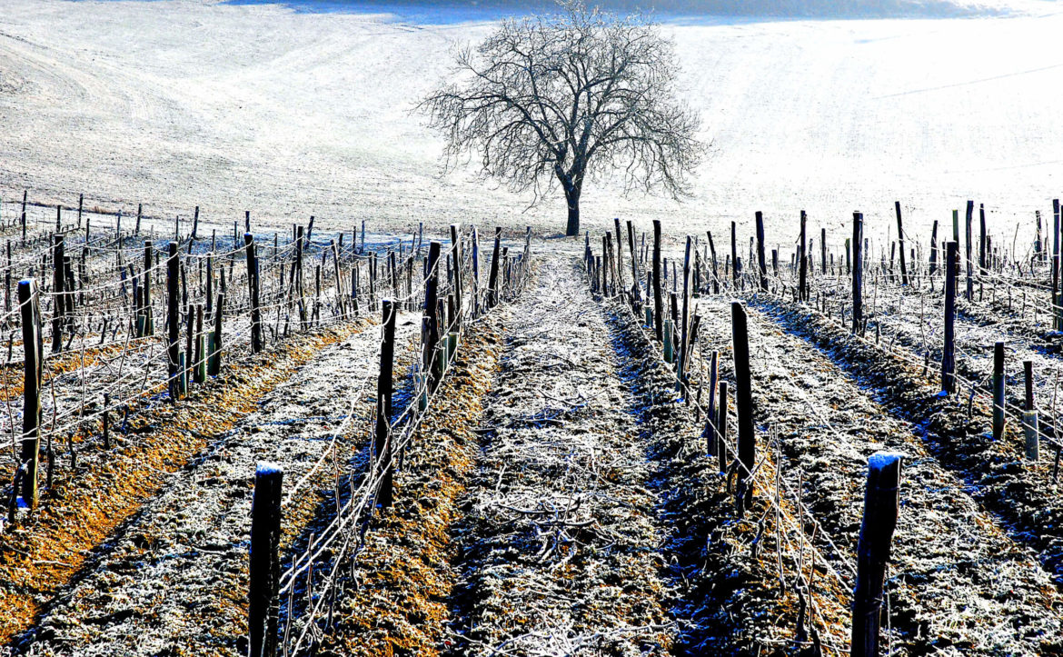 Vineyard in Chenin, Touraine guide