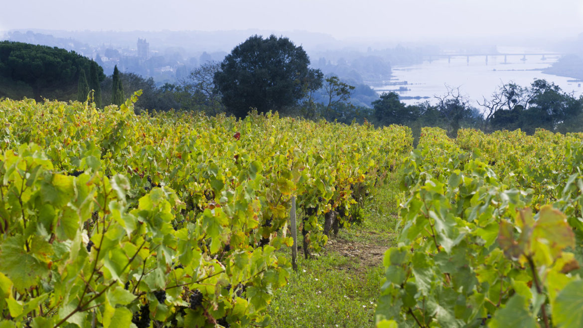 Pays Nantais vineyards