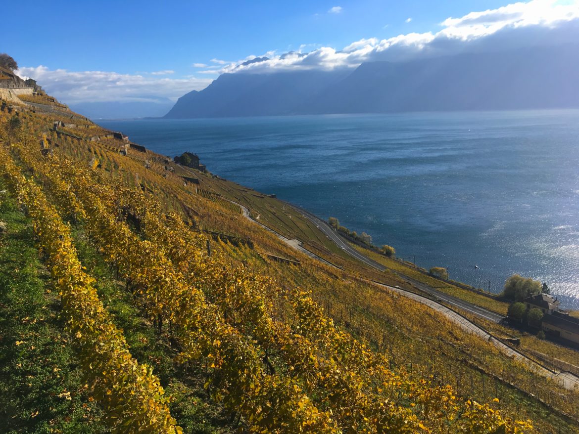 Swiss Chasselas wine region, 80 Harvests guide