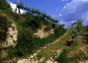 Traisental wine region guide