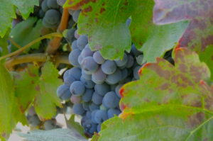 Carignan profile carignan wine guide